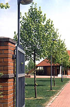Foto: Norf neu 1